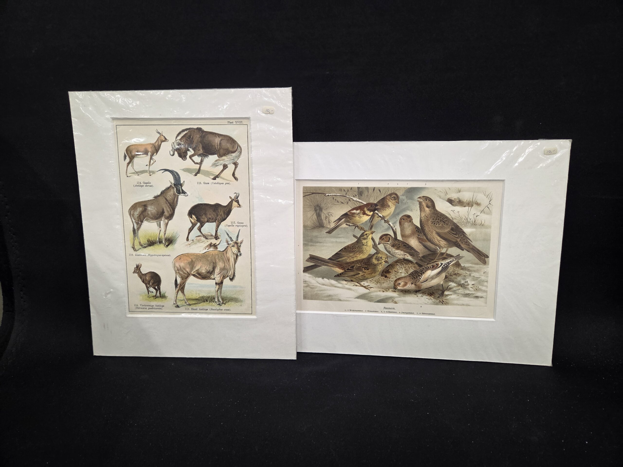 Set van 2 Vintage Antieke Prenten – Vogels & Antilopen (In Passe-partout)